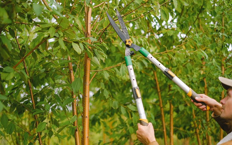 Tree trimming in New Harmony, IN