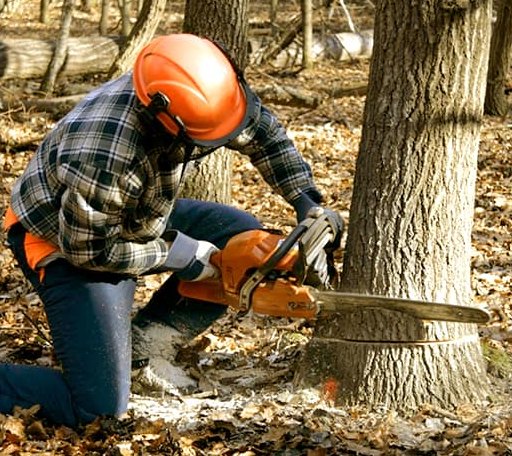Tree Removal in New Harmony, IN